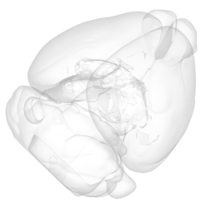3D Mouse Brain